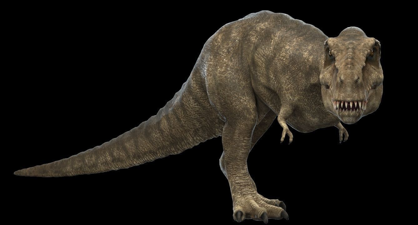 Tyrannosaurus rex 3D model_7