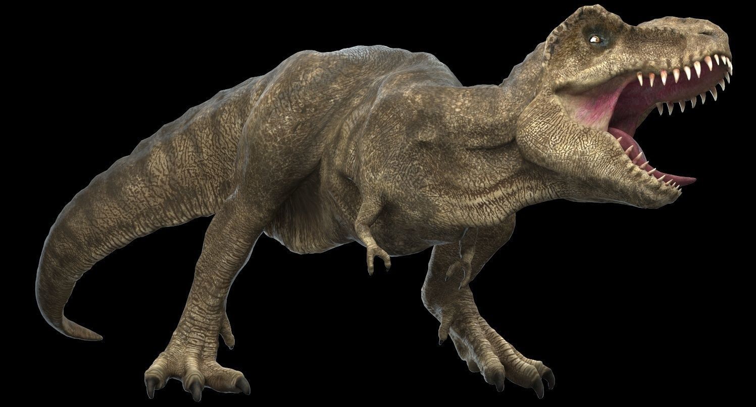 Tyrannosaurus rex 3D model_13