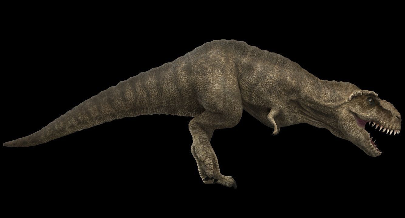 Tyrannosaurus rex 3D model_12