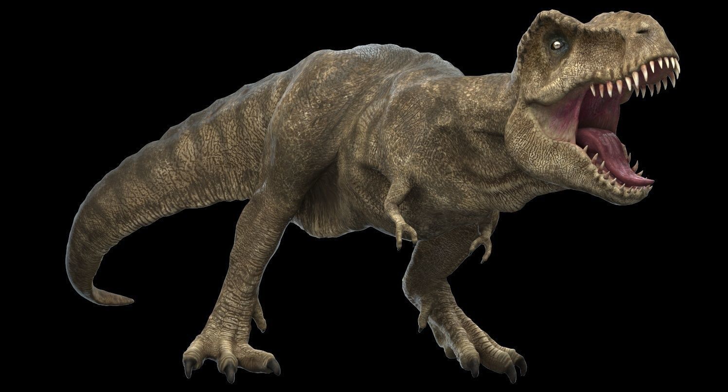 Tyrannosaurus rex 3D model_15