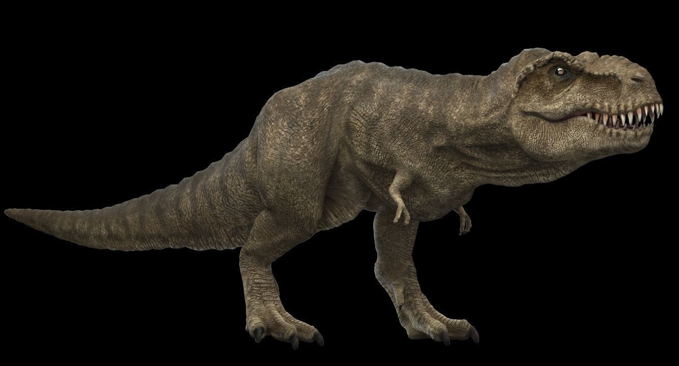 Tyrannosaurus rex 3D model_9