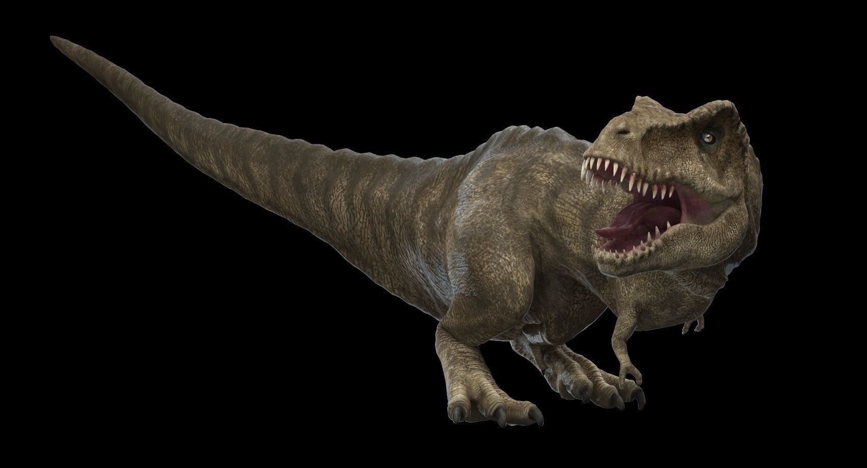 Tyrannosaurus rex 3D model_14