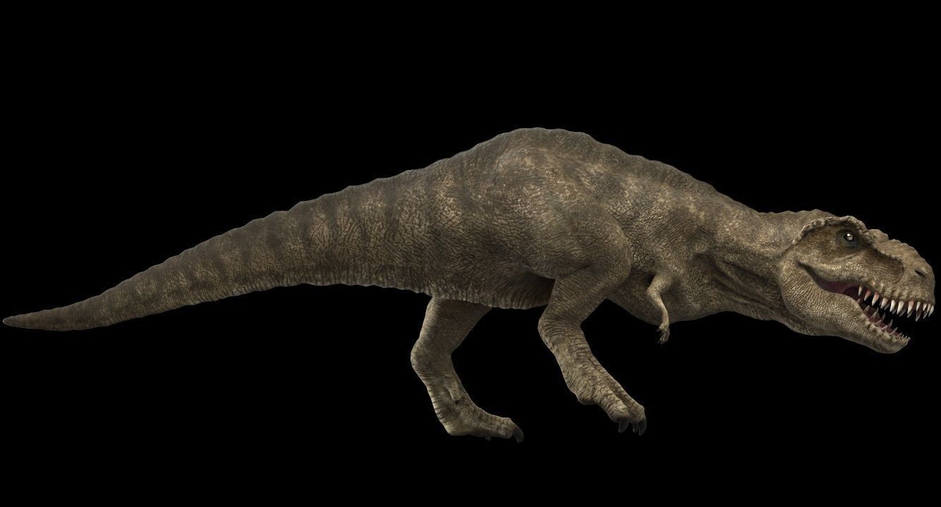 Tyrannosaurus rex 3D model_11