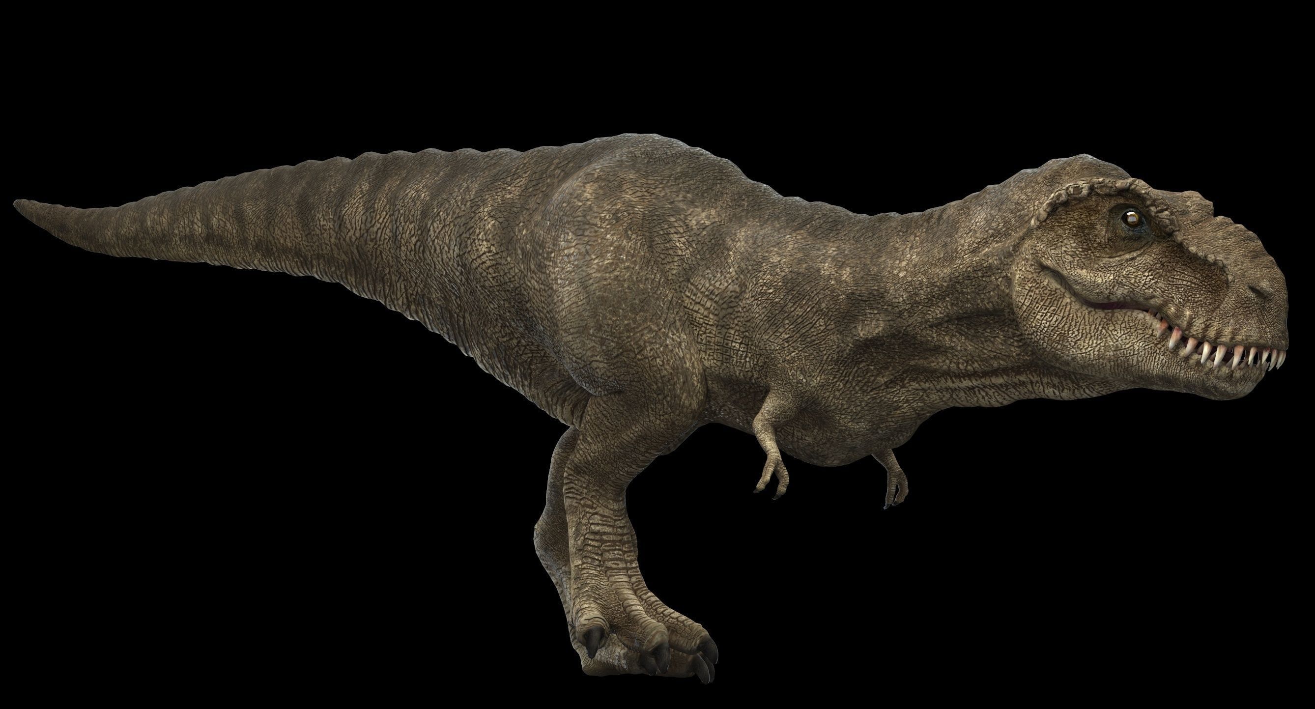 Tyrannosaurus rex 3D model_8