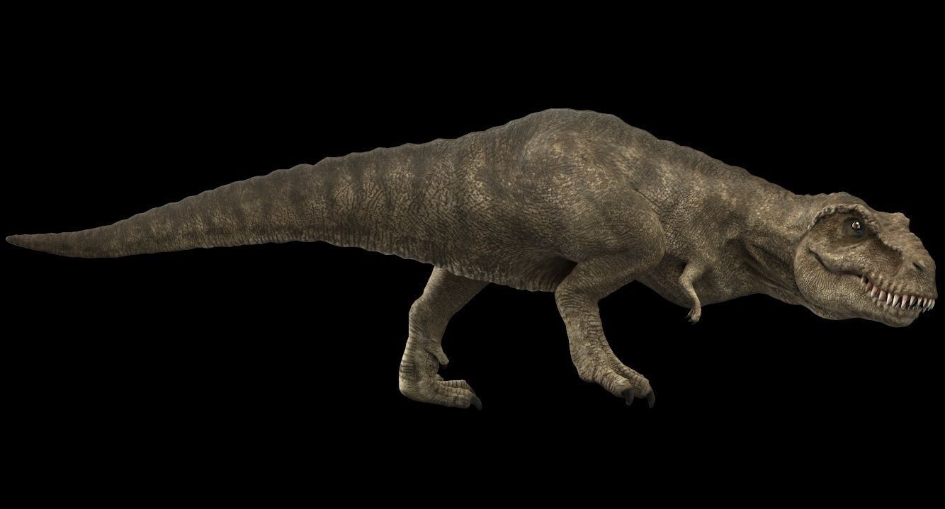 Tyrannosaurus rex 3D model_5