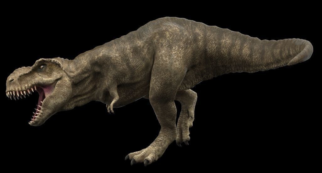 Tyrannosaurus rex 3D model_6