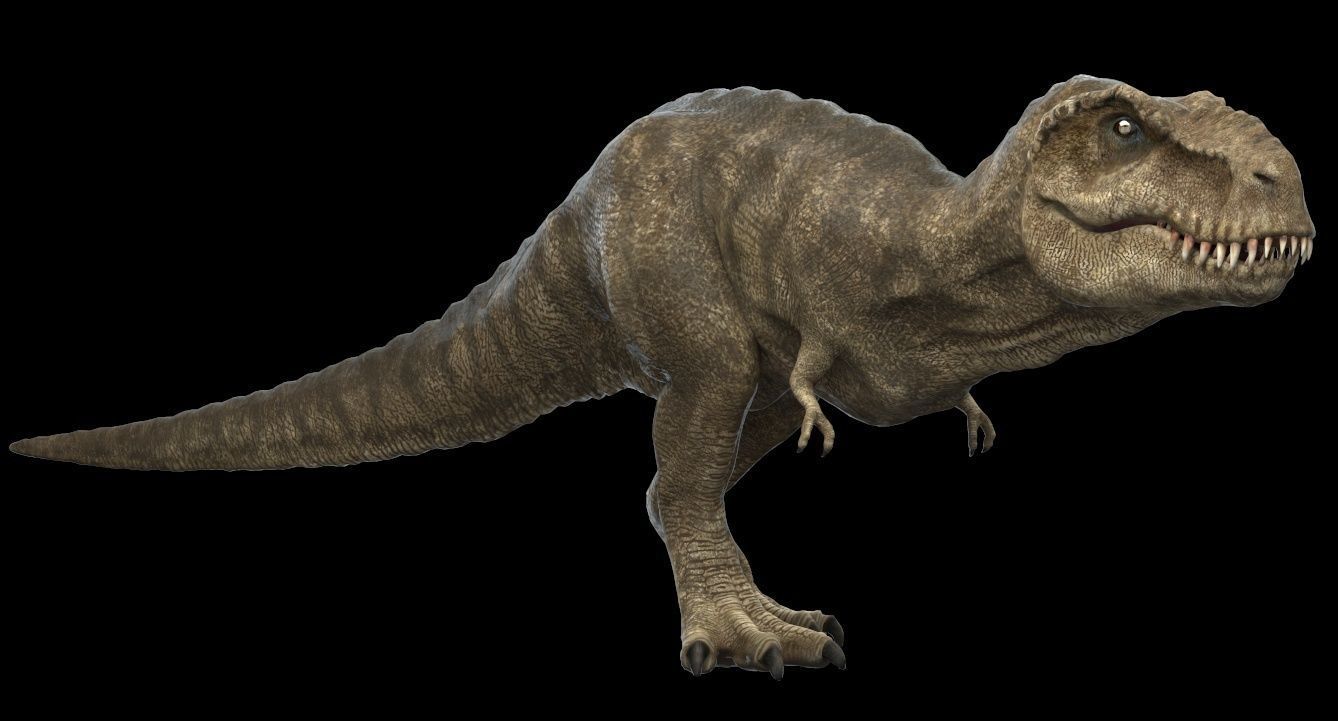 Tyrannosaurus rex 3D model_17