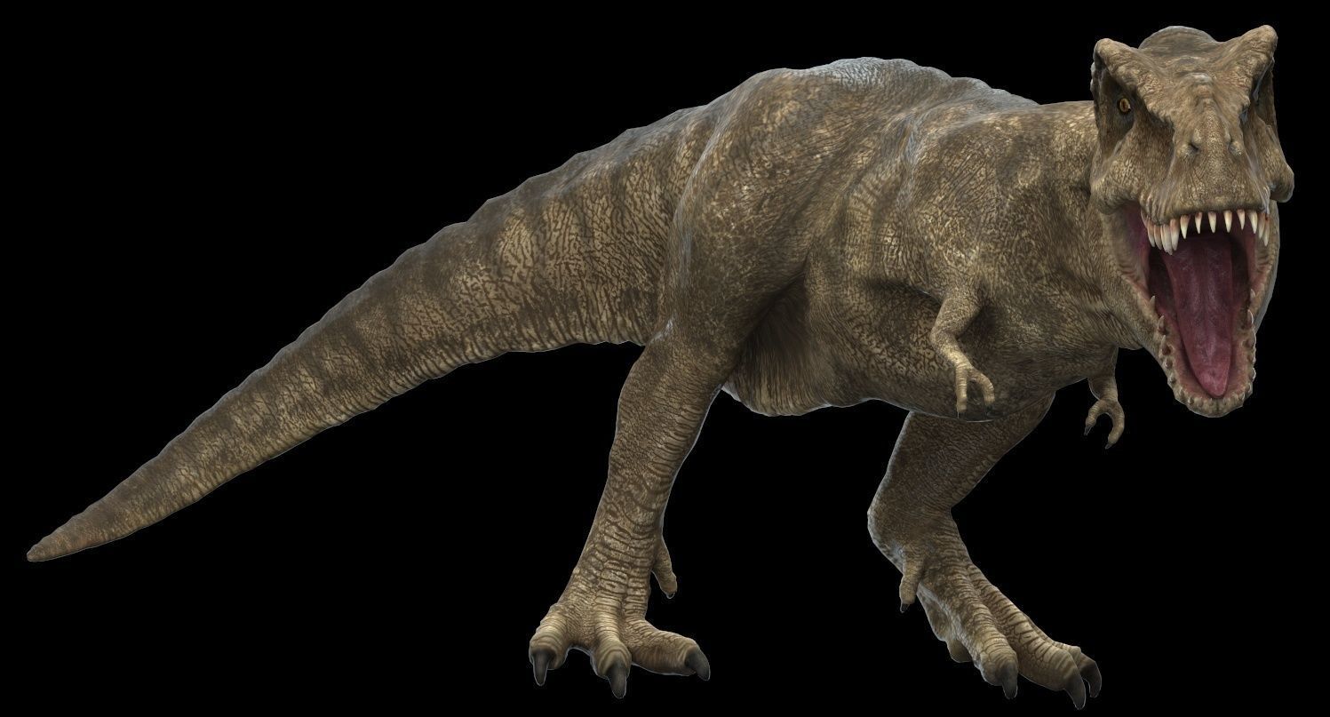 Tyrannosaurus rex 3D model_16