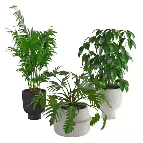 Houseplant 73