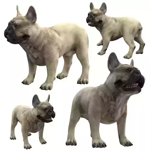 French Bulldogl 3D model