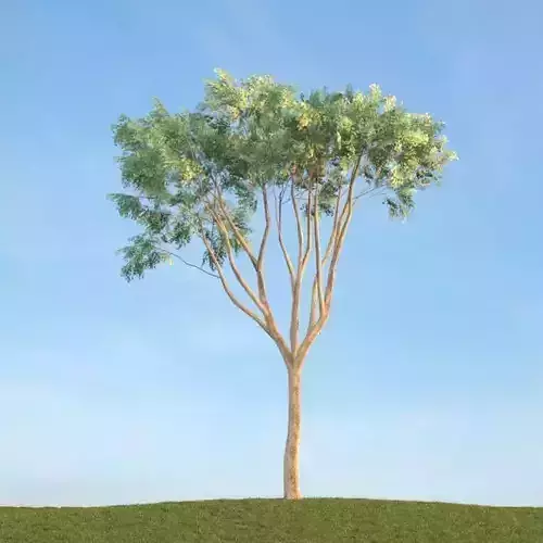 Tree Ulmus Campestris Curio 3D model