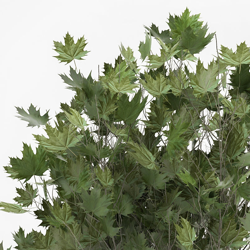 Decorative trees in a flowerpot 1050 3D model_5