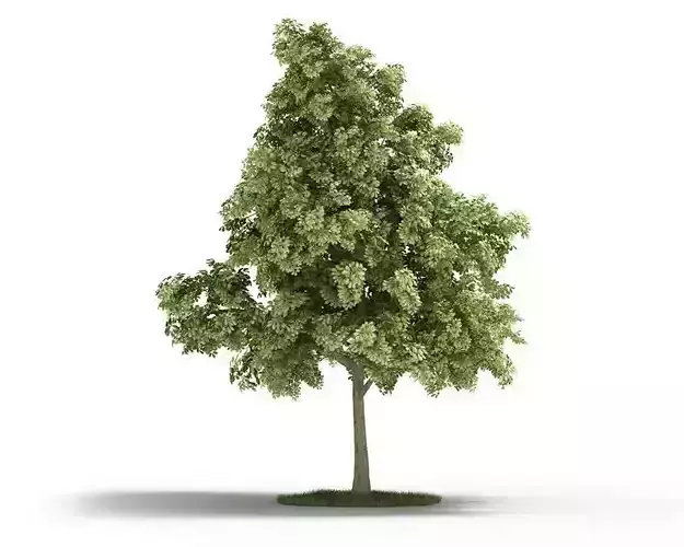 Sessile Cornish Oak Tree