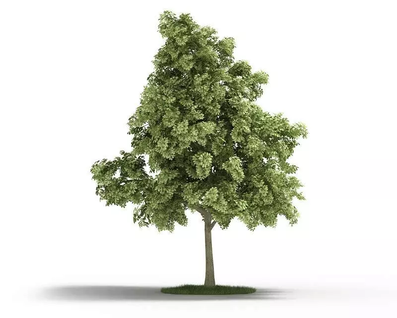 Sessile Cornish Oak Tree 3D model