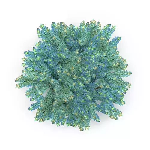 Selaginella V2