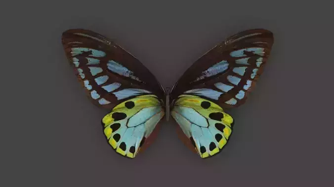 BFLY-004 Butterfly 3D model