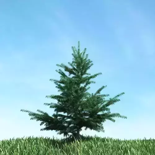 Small Pine Tree 3D model