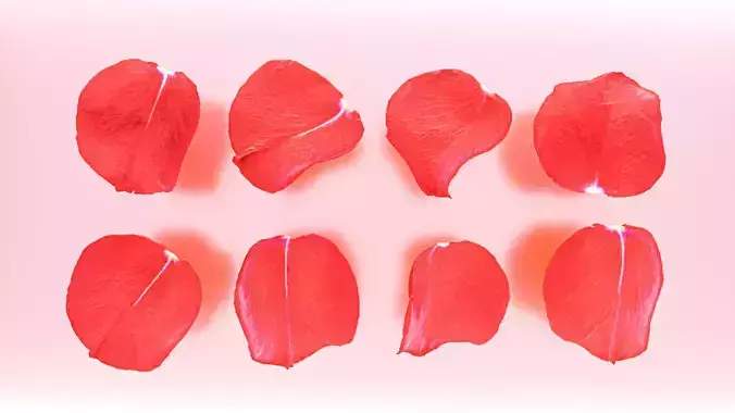 petal flower plant Rose flower Rose petal 3D model