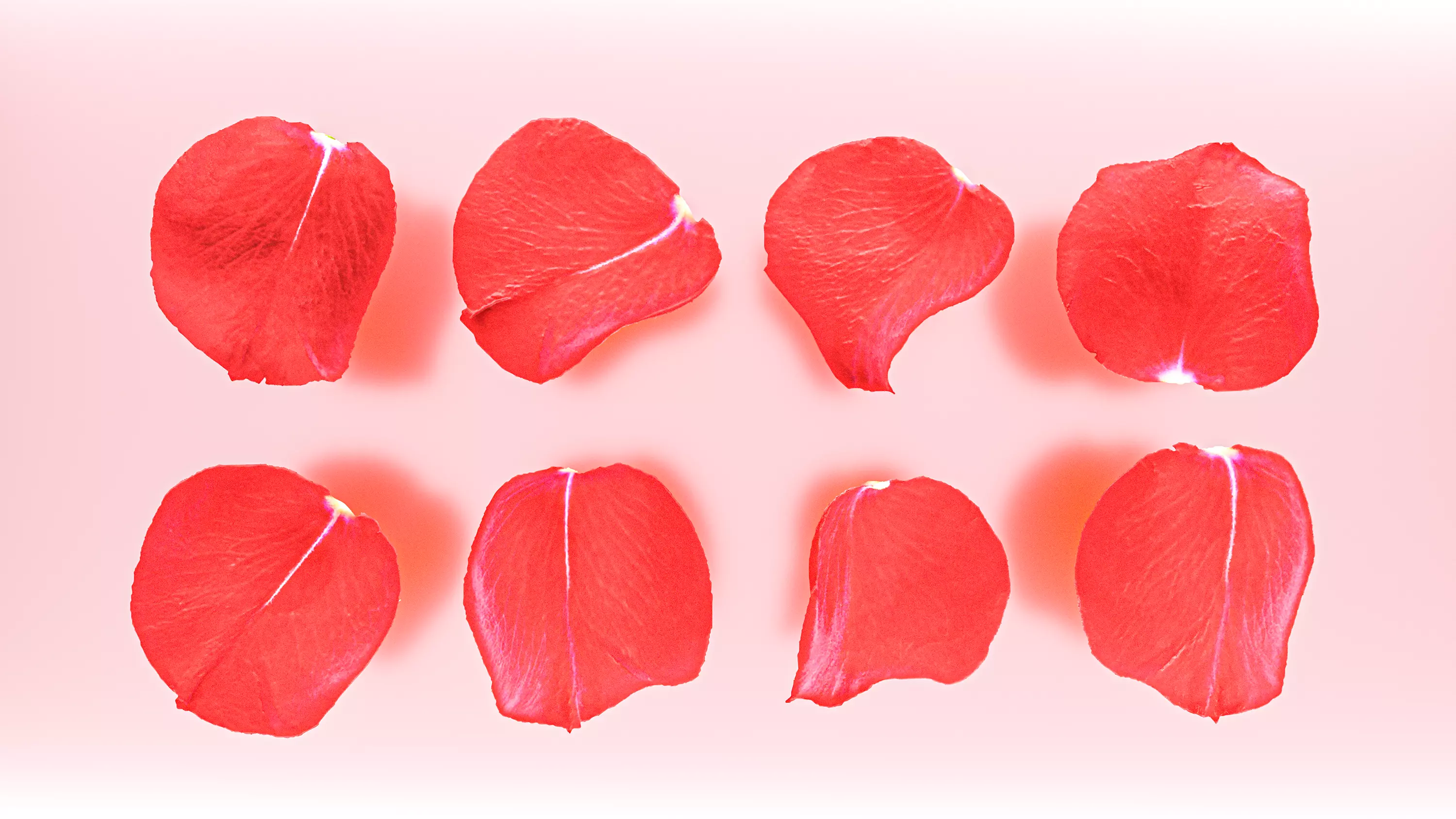 petal flower plant Rose flower Rose petal 3D model_0