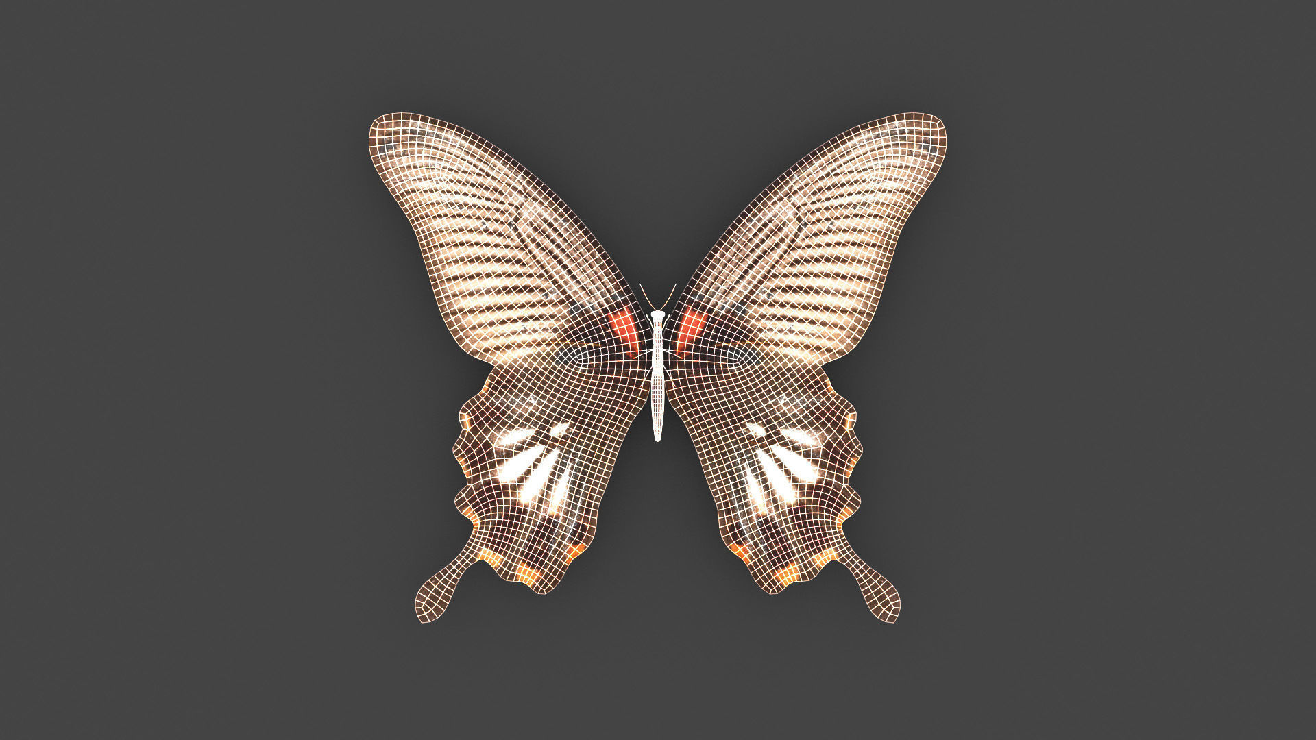 BFLY-005 Butterfly 3D model_1