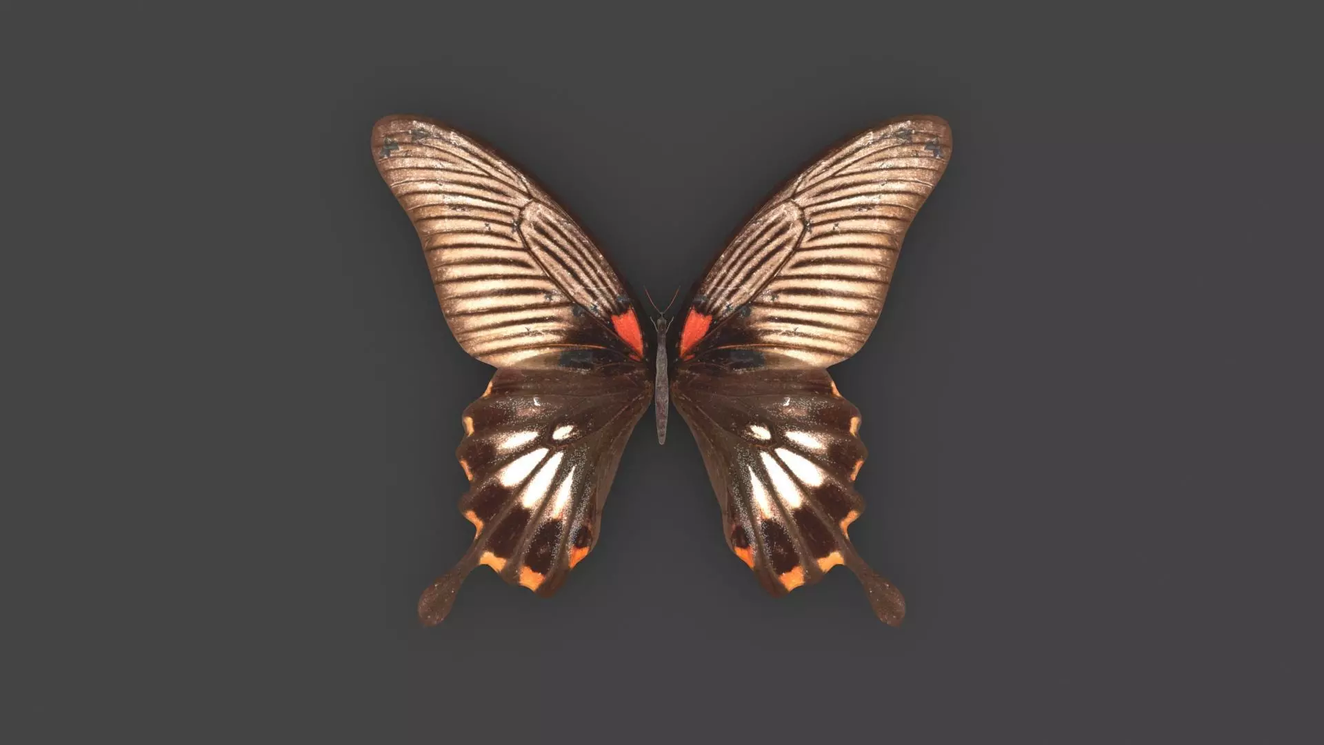 BFLY-005 Butterfly 3D model_0
