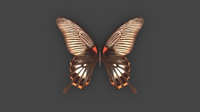BFLY-005 Butterfly 3D model