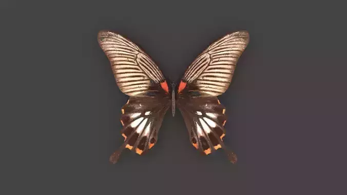 BFLY-005 Butterfly 3D model