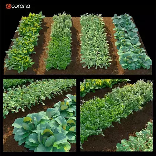 Edible Vegetable for Garden and Landscaping 3D model