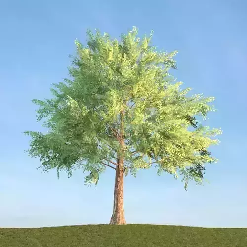 Tree Acer Platanoides