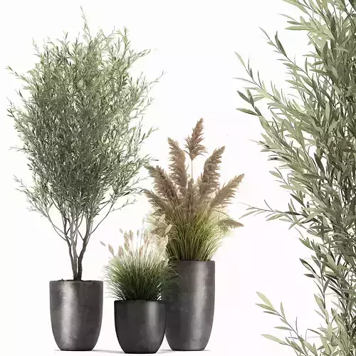 Plants in a black pot for the interior 1051