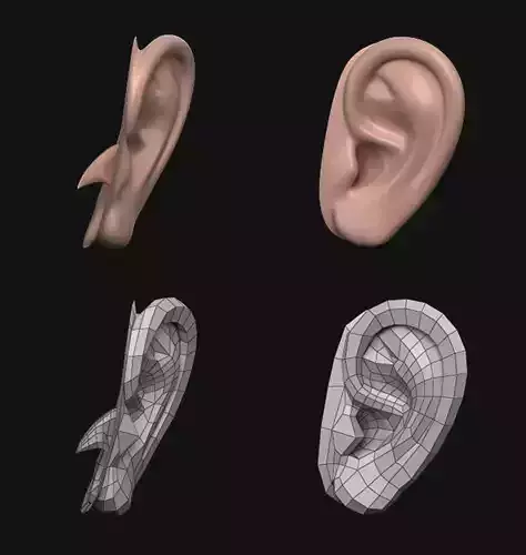 Ear Human  3D model