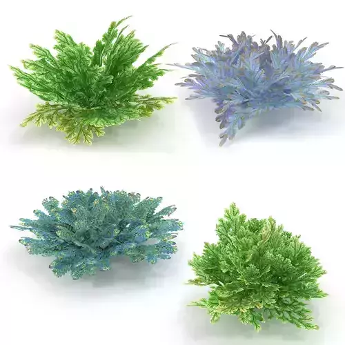 Selaginella SET plant