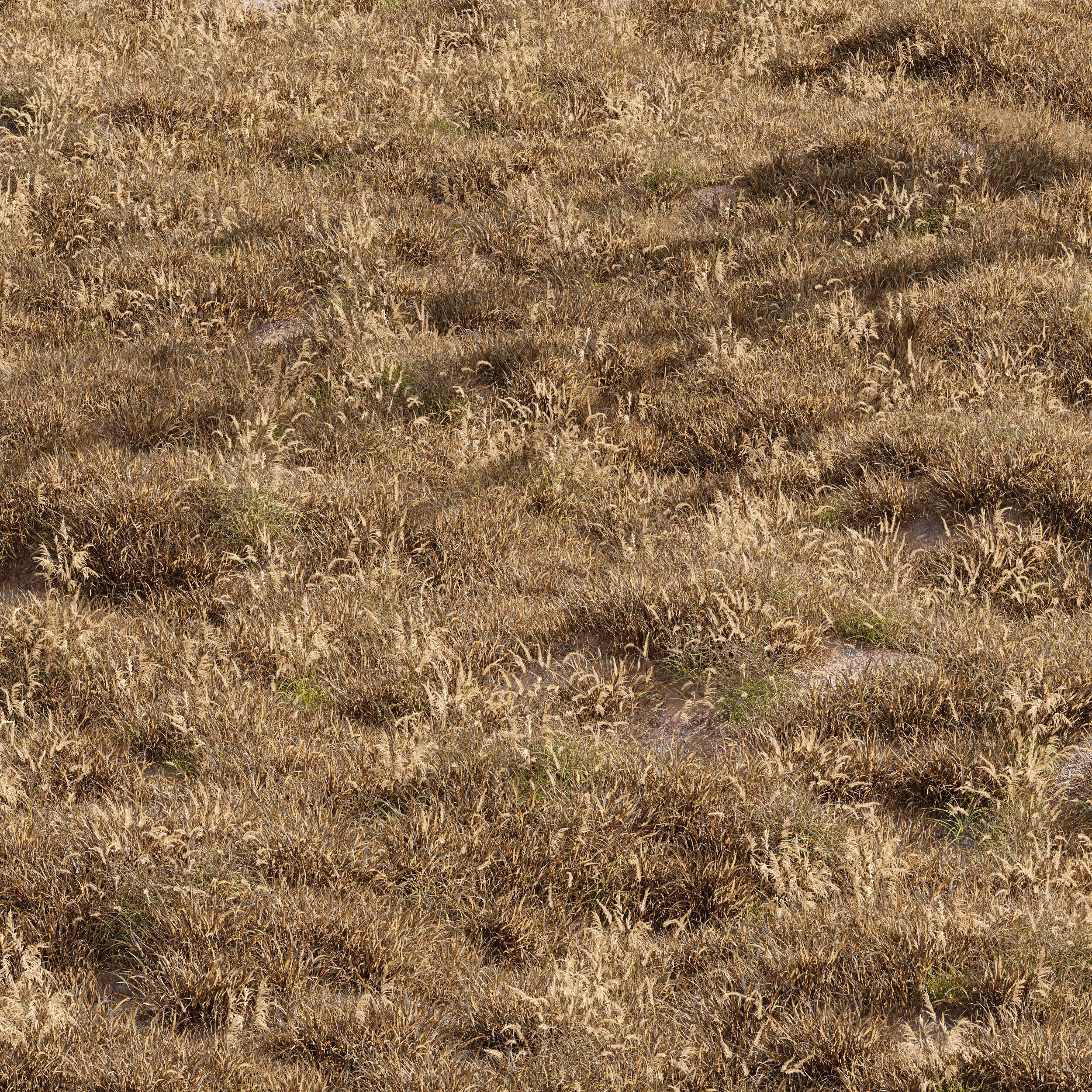 Meadow Lawn Grassland dry and desert meadow set 013 3D model_0