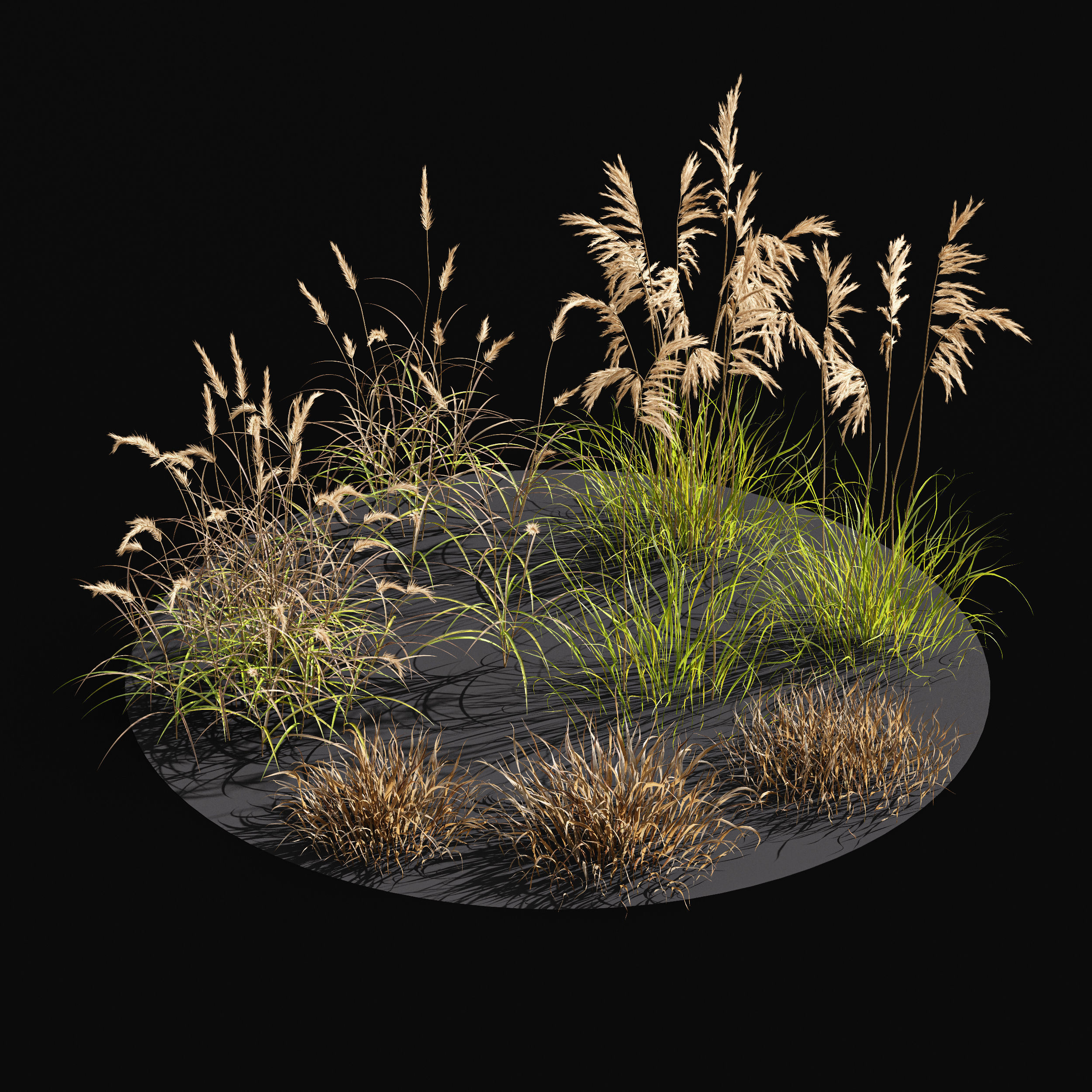 Meadow Lawn Grassland dry and desert meadow set 013 3D model_2