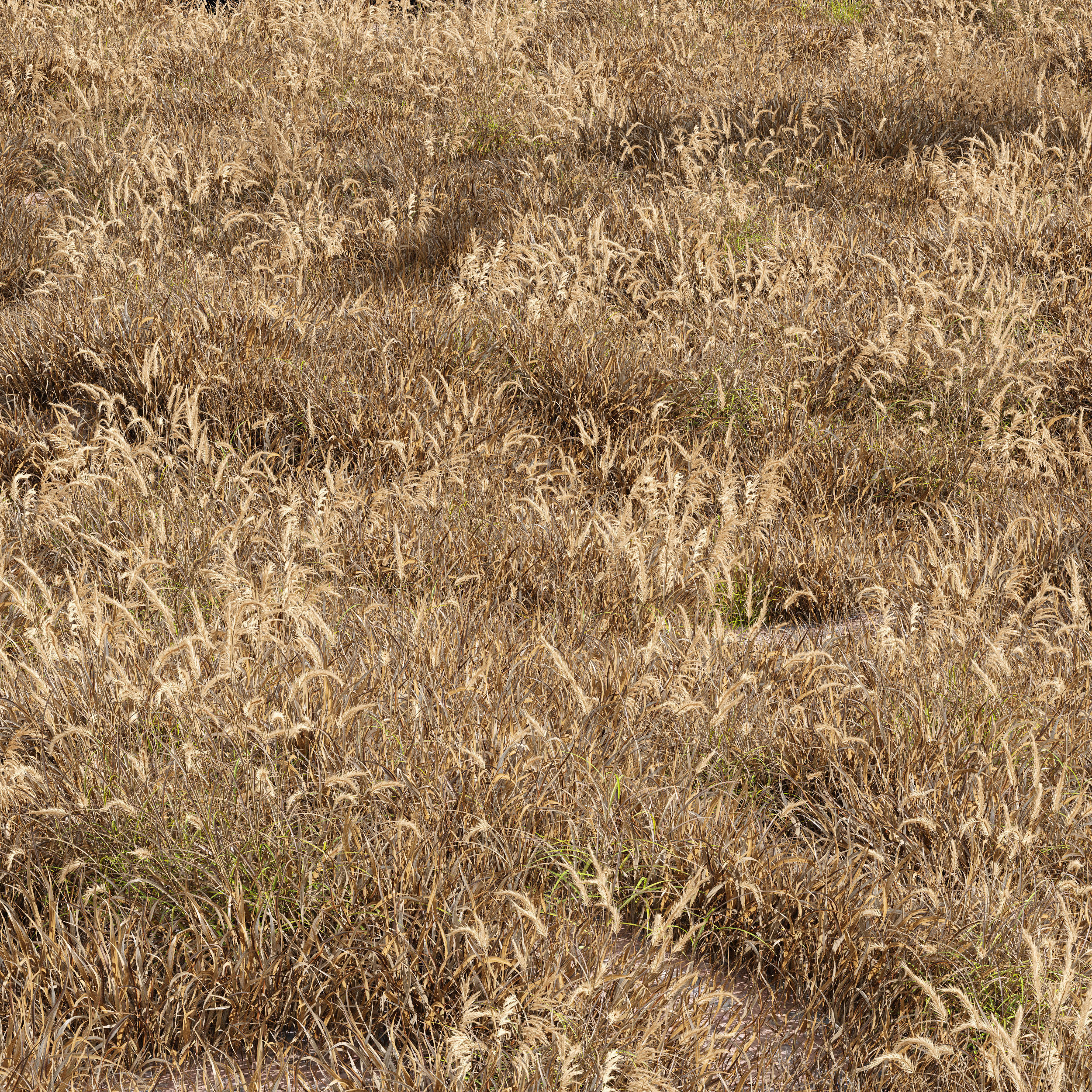 Meadow Lawn Grassland dry and desert meadow set 013 3D model_1