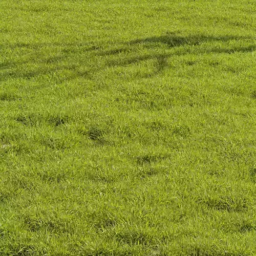 Meadow Lawn Grassland Set 014 3D model