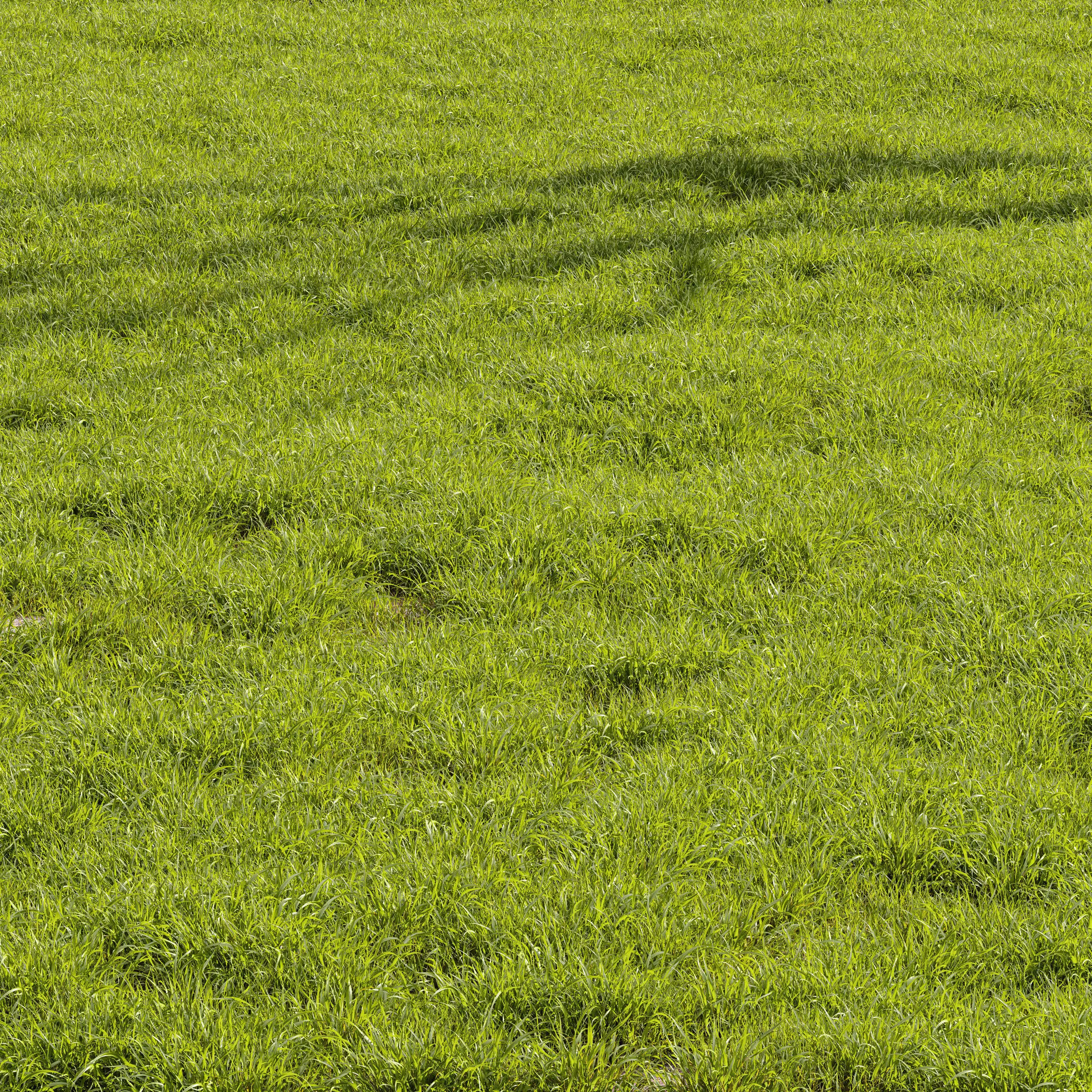 Meadow Lawn Grassland Set 014 3D model_0