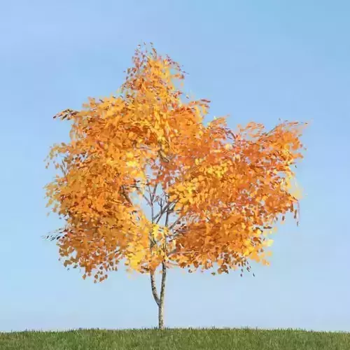 Orange Leaved Tree