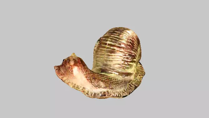 Copper Snail 3D model_0