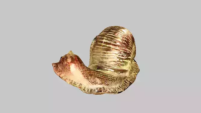 Copper Snail