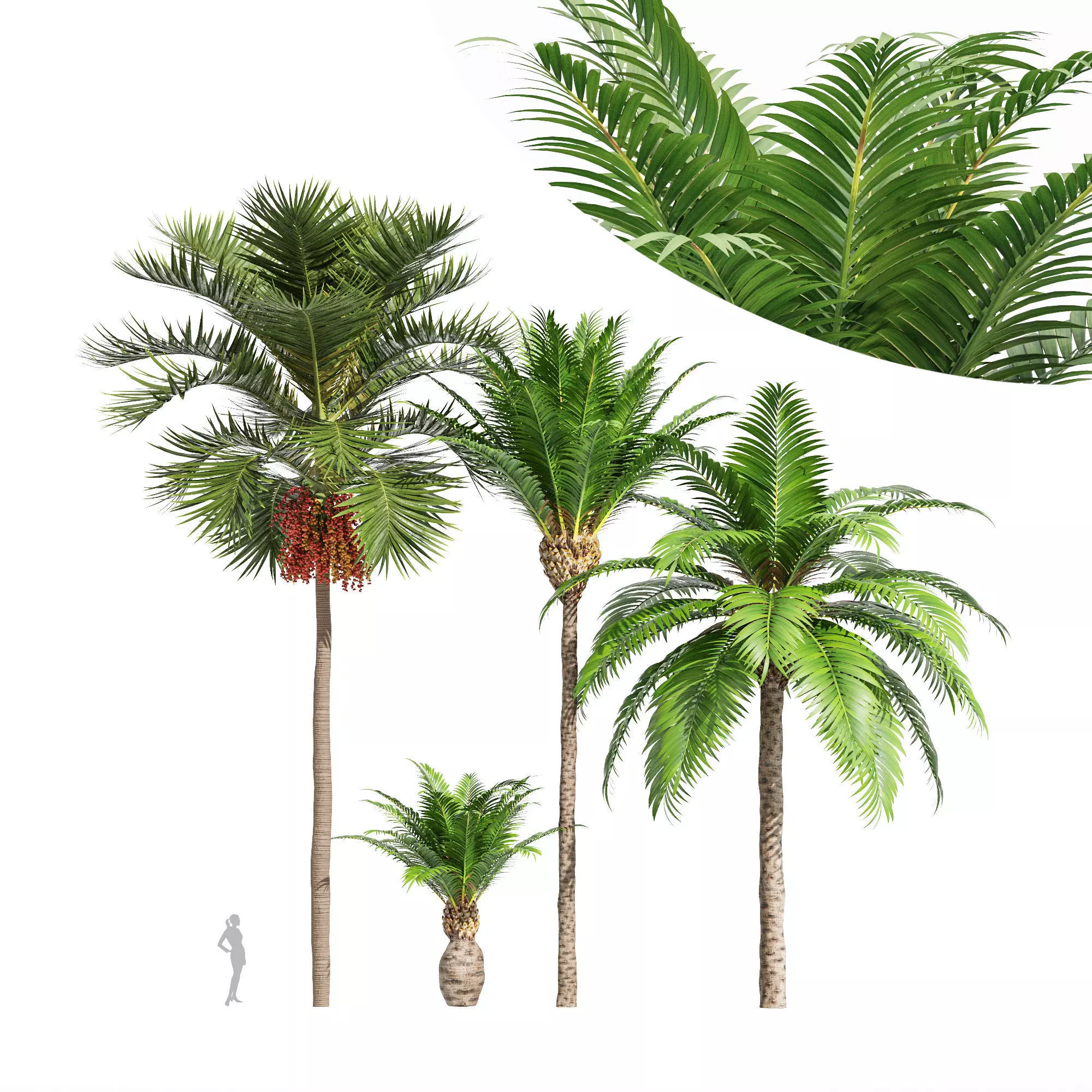 4tree-Christmas Palm Manila Palm Canary Island Date Palm 3D model