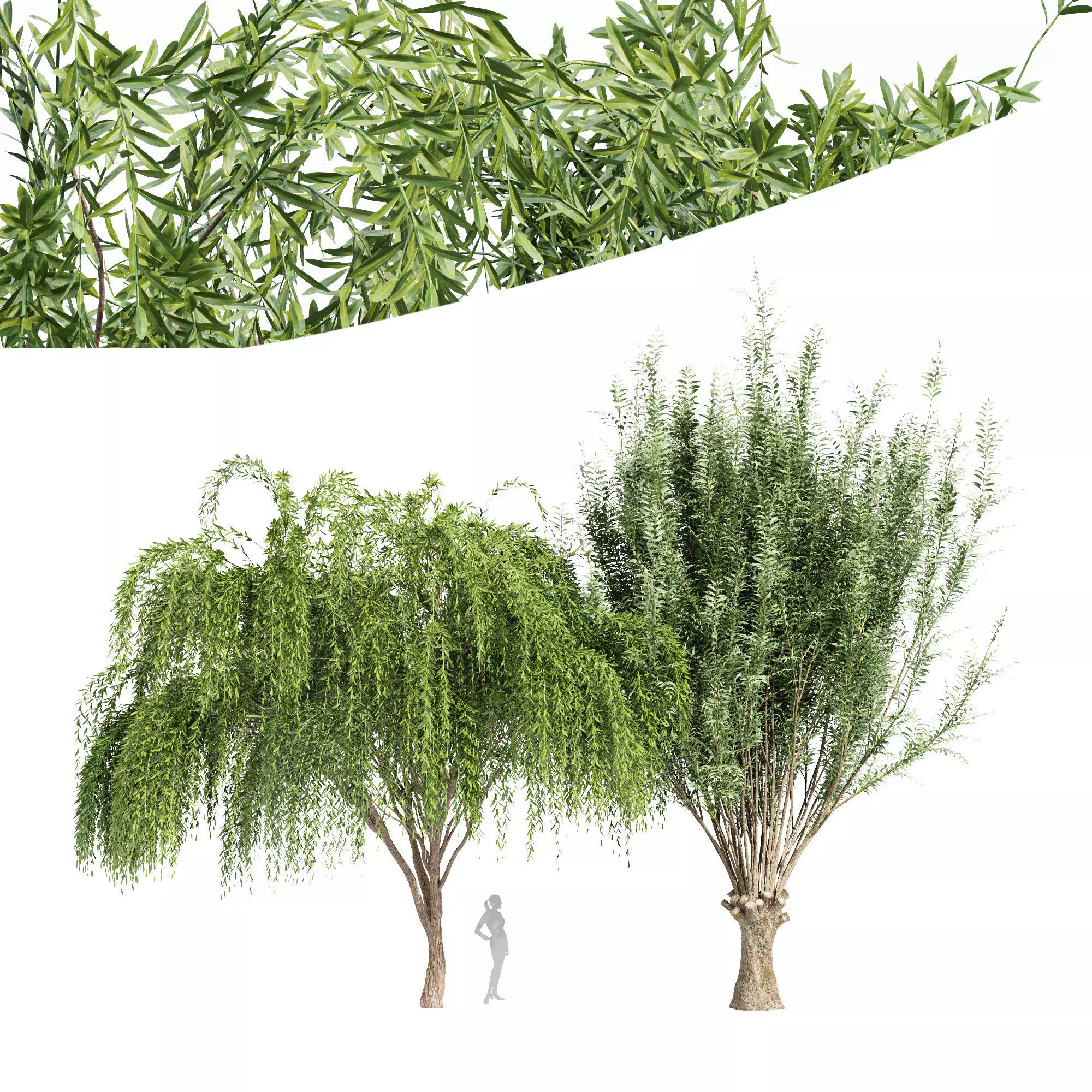 2tree-Pollard willow Weeping willow 3D model