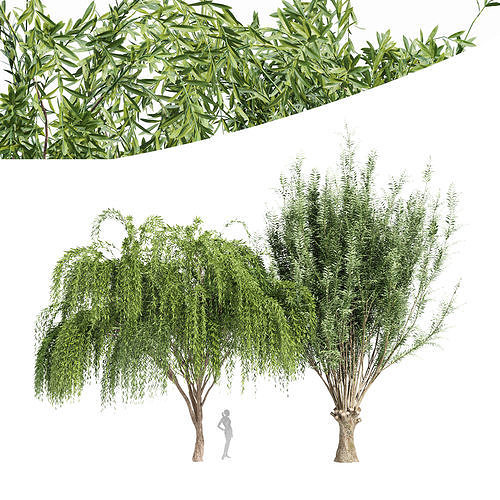 2tree-Pollard willow Weeping willow 3D model