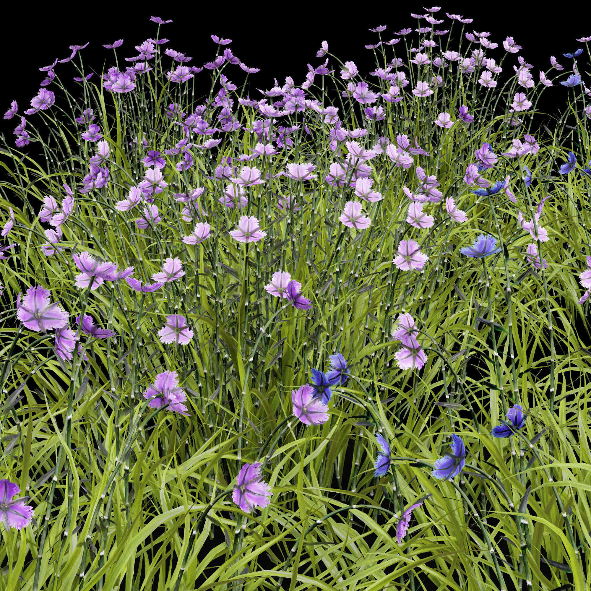 Fringe lily plants 3D model_3
