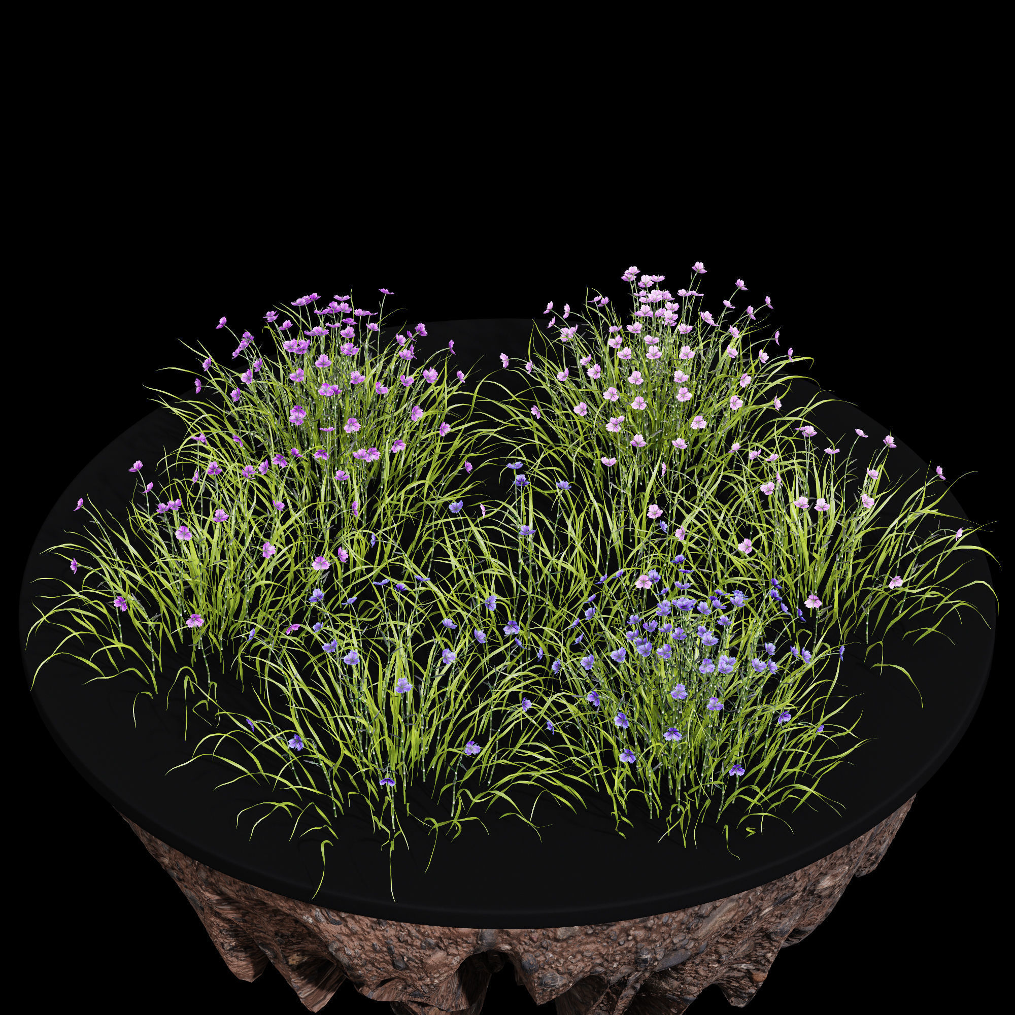 Fringe lily plants 3D model_1