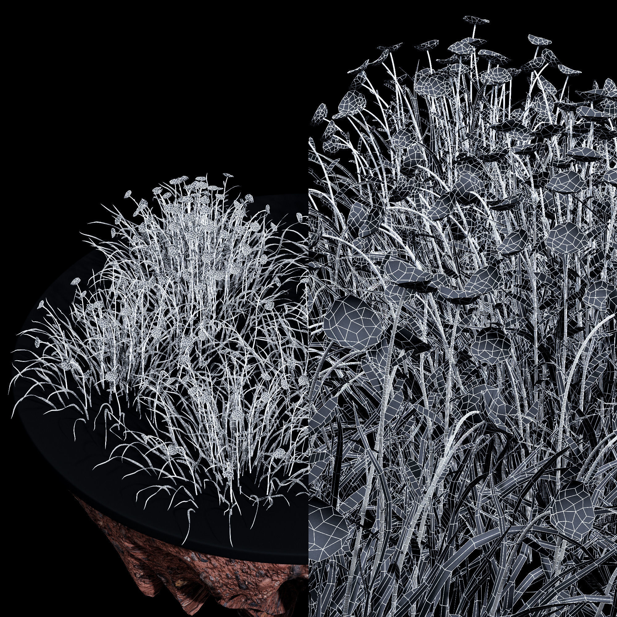 Fringe lily plants 3D model_5