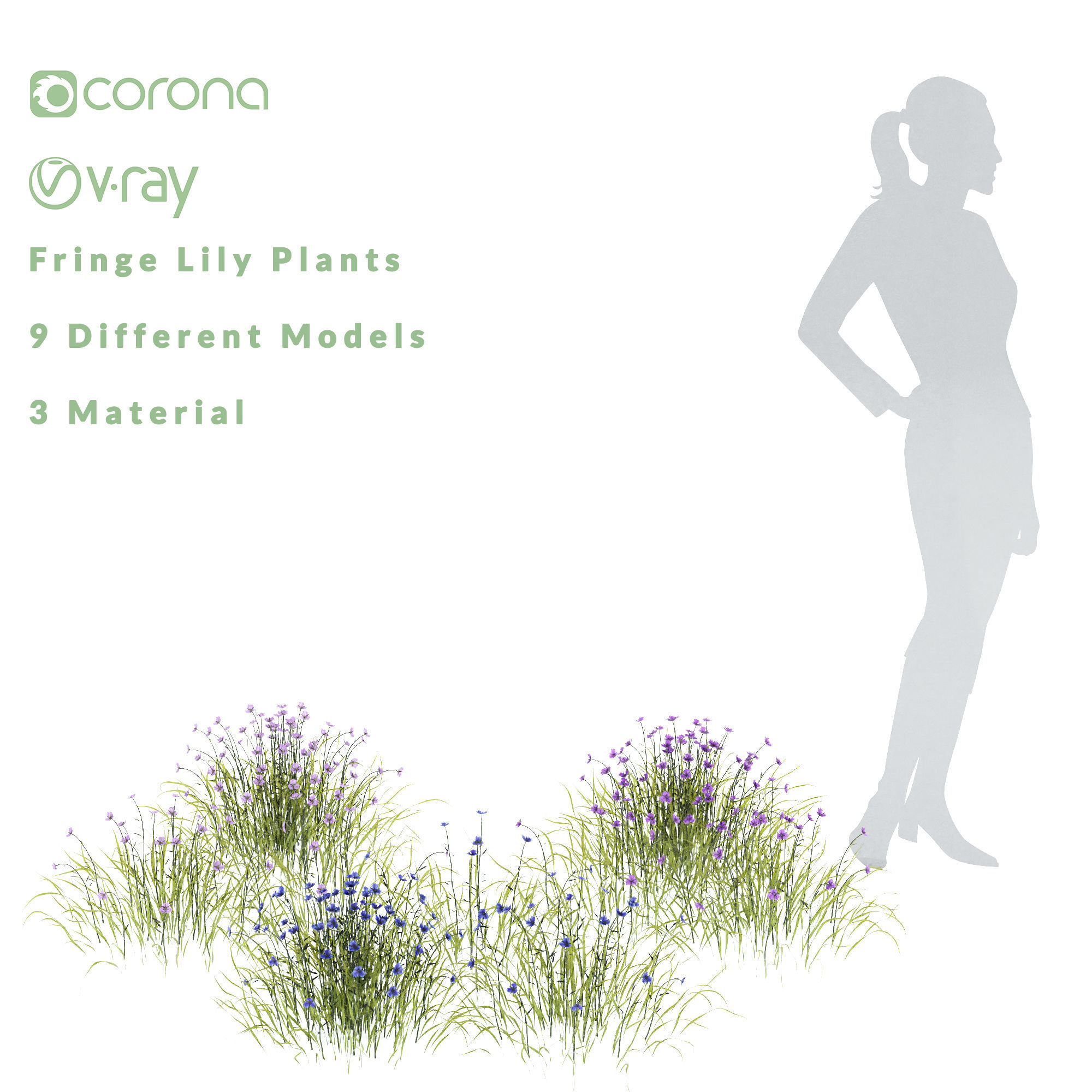 Fringe lily plants 3D model_2