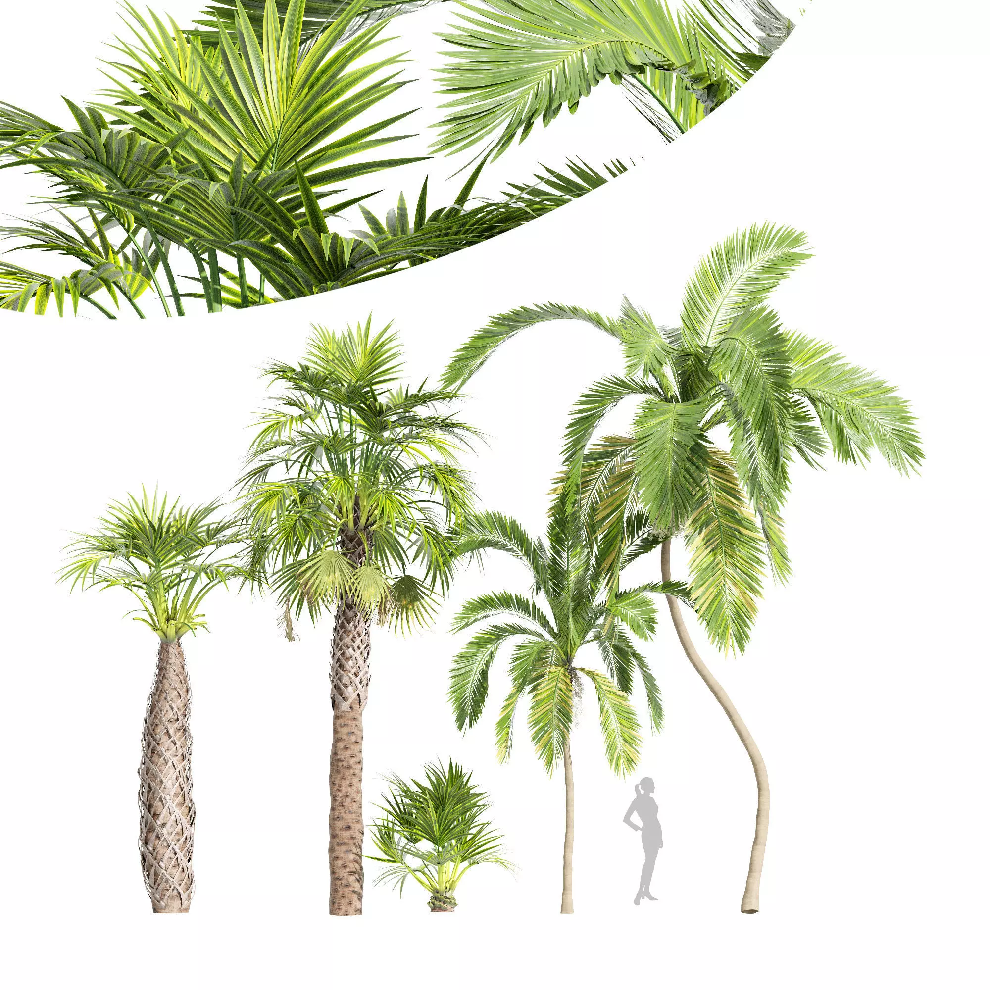 5tree Queen Palm Syagrus Romanzoffiana Sabal Palmetto Cabbage 3D model