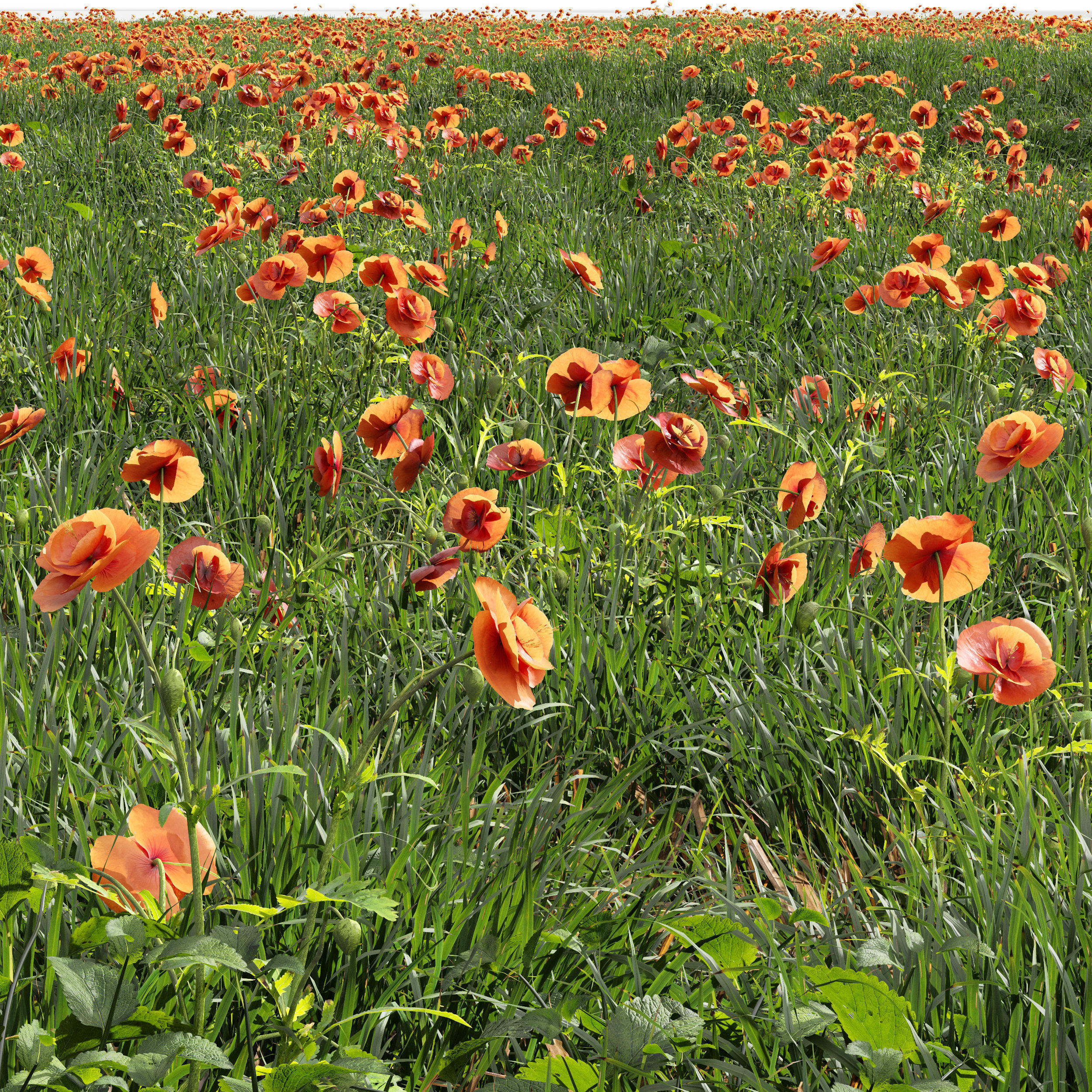 Meadow Lawn Grassland Set 011 3D model_1