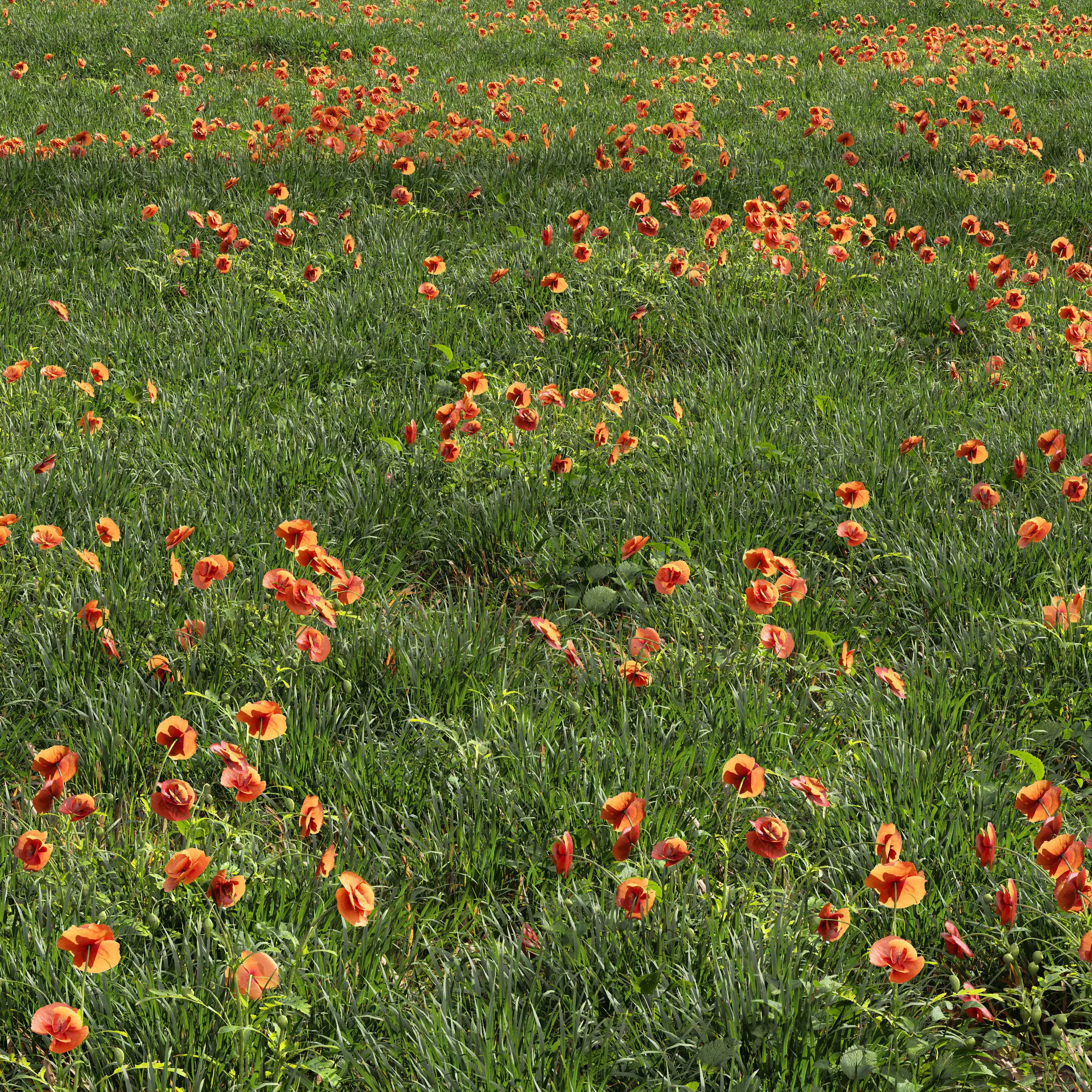 Meadow Lawn Grassland Set 011 3D model_0